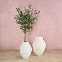 150cm Olive Tree