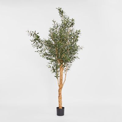 150cm Olive Tree