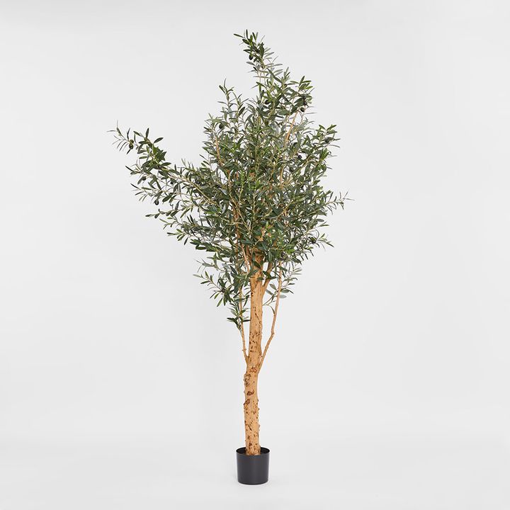 150cm Olive Tree