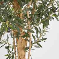 150cm Olive Tree