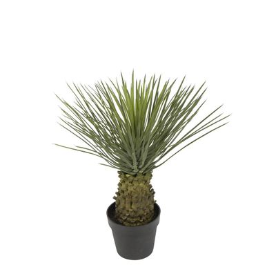 Hedgehog Grass Tree In Pot 60cm