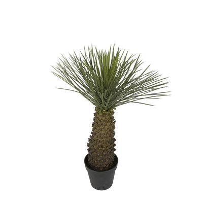 Hedgehog Grass Tree 90cm