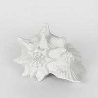 Sandy White Sea Snail 21X19X13CM