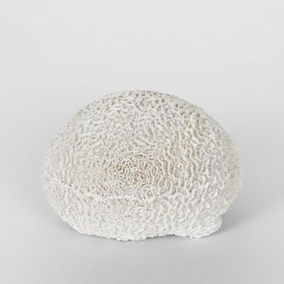 Cove White Sea Urchin 17X18X12CM