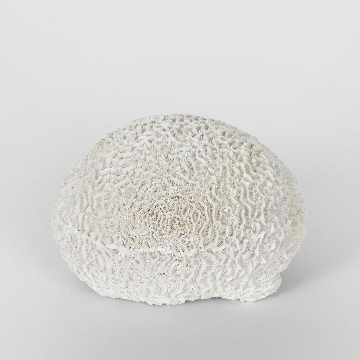 Cove White Sea Urchin 17X18X12CM