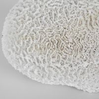 Cove White Sea Urchin 17X18X12CM