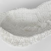 Haven White Coral Bowl 36X18X9CM