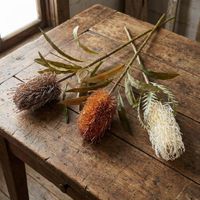 Dried Look Banksia Stem 75cm Cream