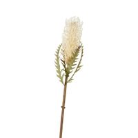 Dried Look Banksia Stem 75cm Cream