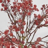 Baby's Breath Bundle Pink