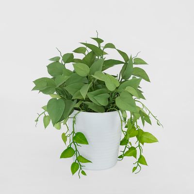 Leaves in White Plastic Pot 35cm