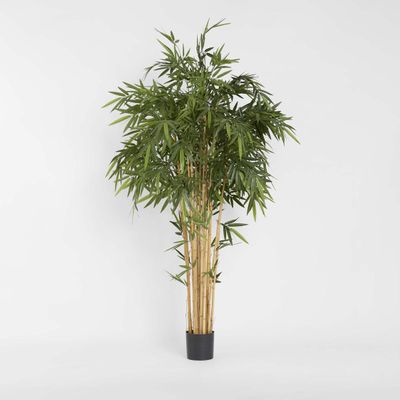 New Bamboo Tree 2.2m
