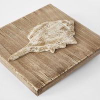 Murex Shell on Plaque