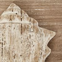 Murex Shell on Plaque