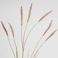 Foxtail grass Spray Pink