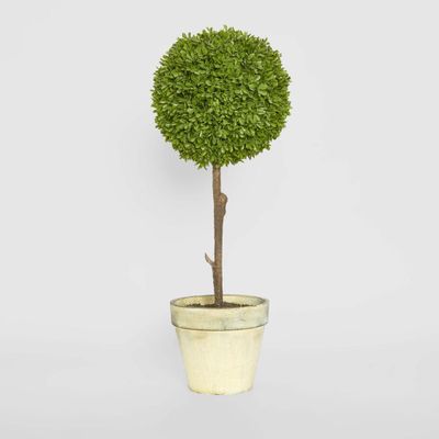 Boxwood Topiary 60cm
