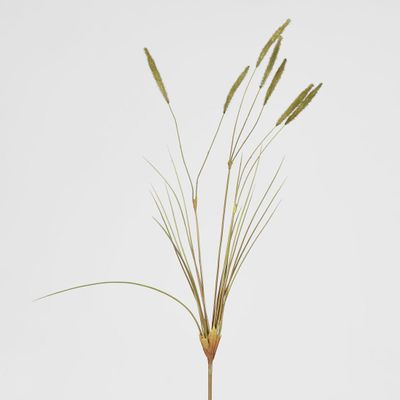 Foxtail grass Spray Green
