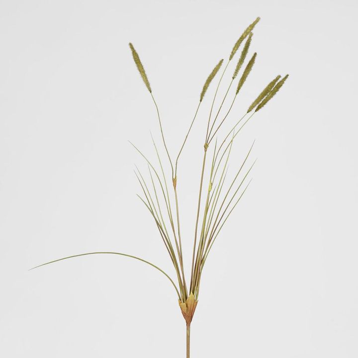 Foxtail grass Spray Green