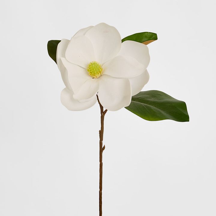Soulangiana Magnolia Stem 60cm White