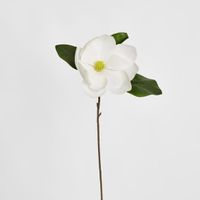 Soulangiana Magnolia Stem 60cm White