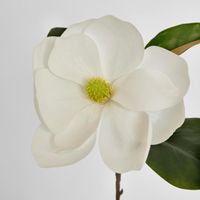 Soulangiana Magnolia Stem 60cm White