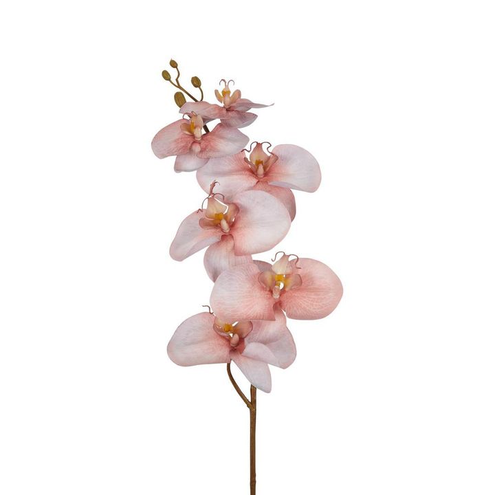 Orchid Single Phalaenopsis Stem 80cm Sunset