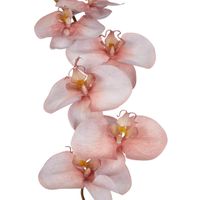 Orchid Single Phalaenopsis Stem 80cm Sunset