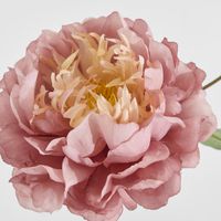 Peony Stem 61cm Pink
