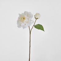 Peony Stem 61cm White