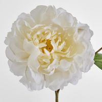 Peony Stem 61cm White