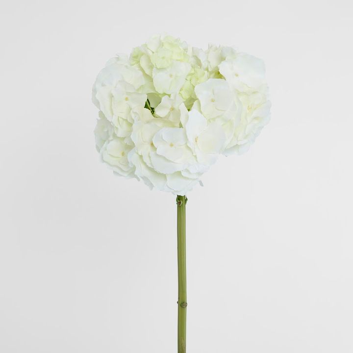 Hydrangea 50cm White