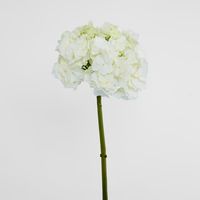Hydrangea 50cm White