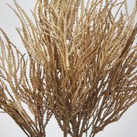 Pampas Grass Seed Spray Brown