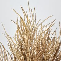 Pampas Grass Seed Spray Brown