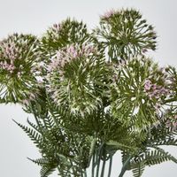 Wild Dandelion Bush x 7 Light Pink