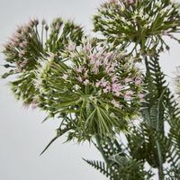 Wild Dandelion Bush x 7 Light Pink