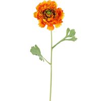 Ranunculus Stem 56cm Orange