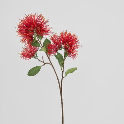 Pohutukawa Stem