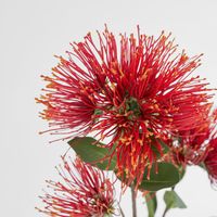 Pohutukawa Stem