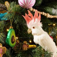 Sugared Avocado Glitter Decoration