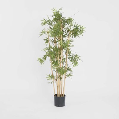 Japanese Bamboo Tree 1.2m