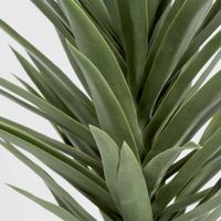 Yucca Plant 1.3m