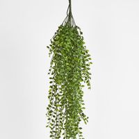 Hanging Ruscus Bush