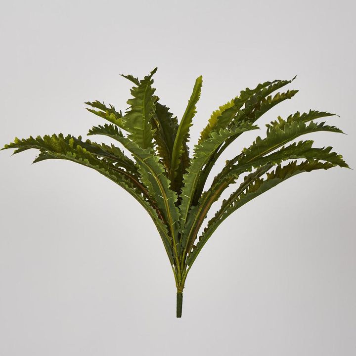 Margarintum Fern Bush 24lvs
