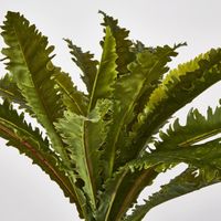 Margarintum Fern Bush 24lvs