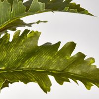 Margarintum Fern Bush 24lvs