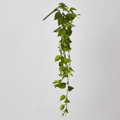 Hanging Philo Vine 76cm