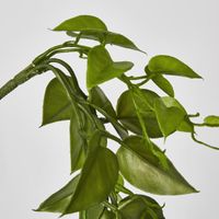 Hanging Philo Vine 76cm