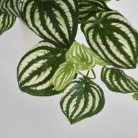 Real Touch Hanging Watermelon Peperomia in White Pot