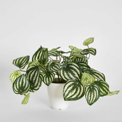 Real Touch Hanging Watermelon Peperomia in White Pot